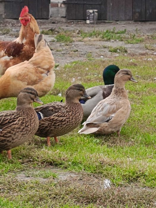 Kaczki call duck gęsi gęgawy