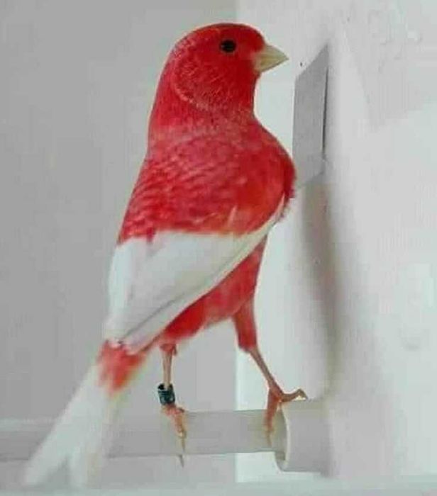 Canários vermelhos a cantar