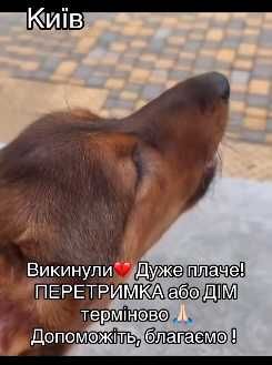В Дніпровському районі Киіва викинули цього песика