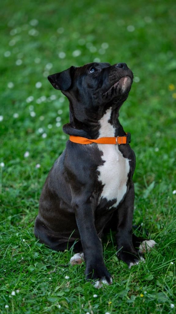 American Amstaff Staffordshire terrier