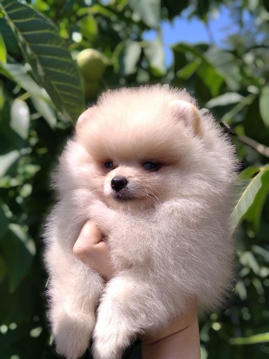 Кремовий маленький хлопчик