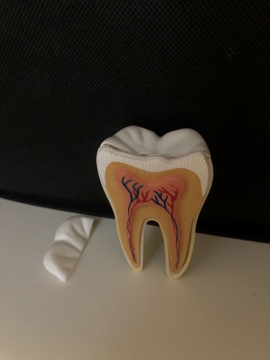 składany model anatomiczny zęba