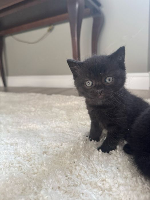 Кошеня шотландець, кошеня висловухе