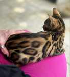 Kocurek bengalskii ,koty bengalskie