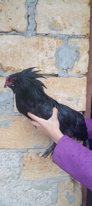 Петушки амераукана