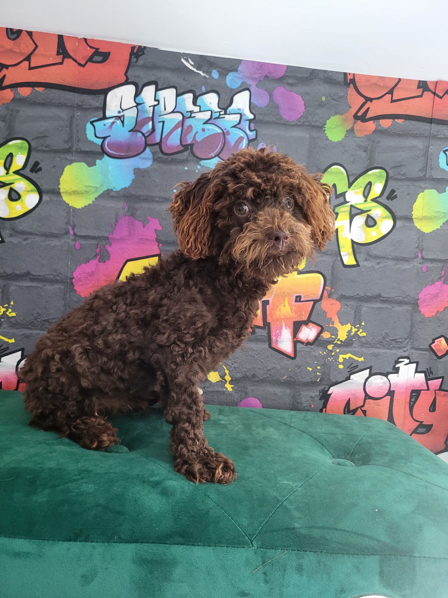 Bolonoodlle-bolonczyk-pudel-maltipoo -gotowe do odbioru