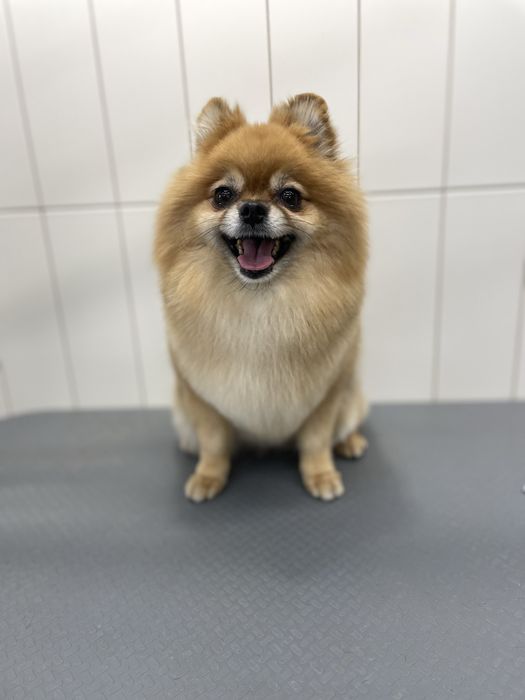 Безкоштовна стрижка! Шукаю песика на стрижку