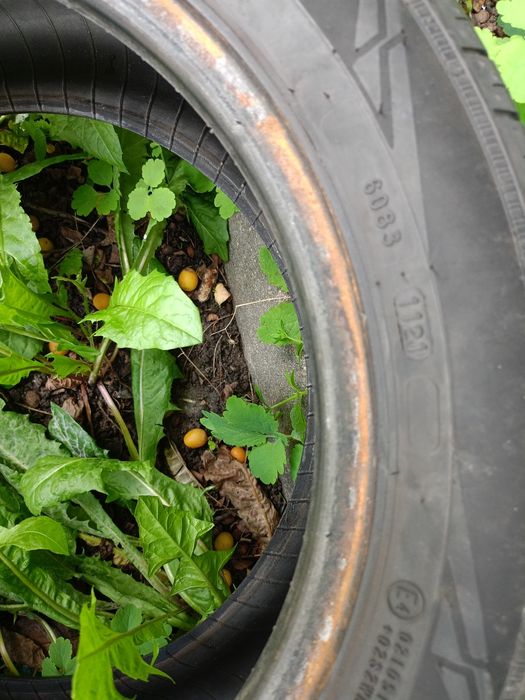 Opony Nokian wetproof 195/50R15