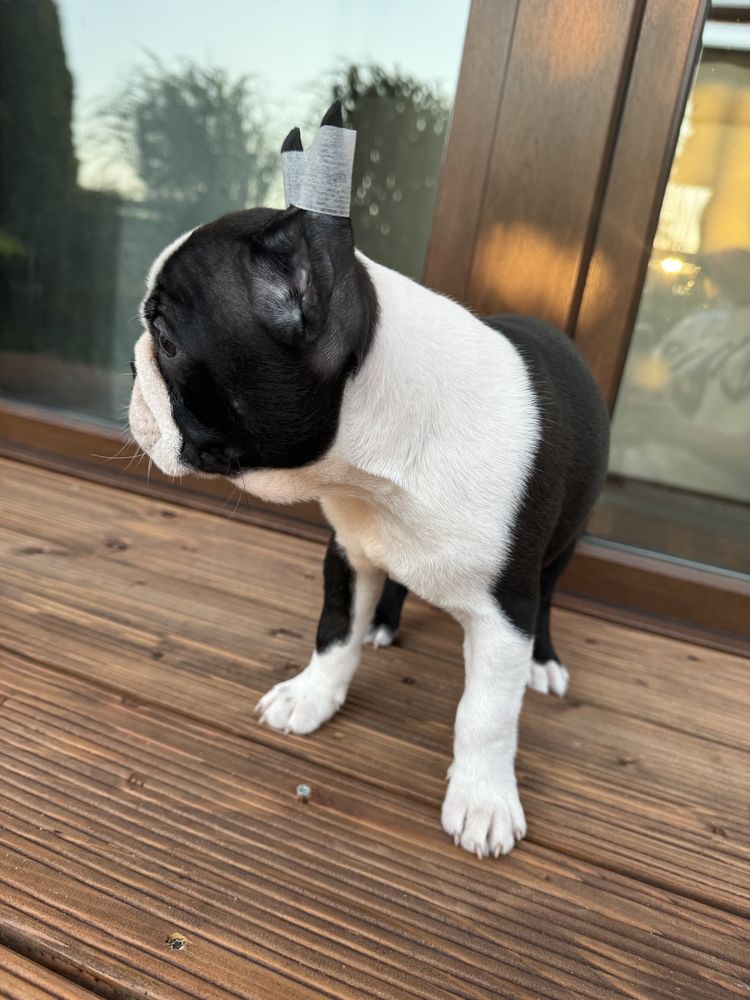 Boston terrier cudny chlopiec