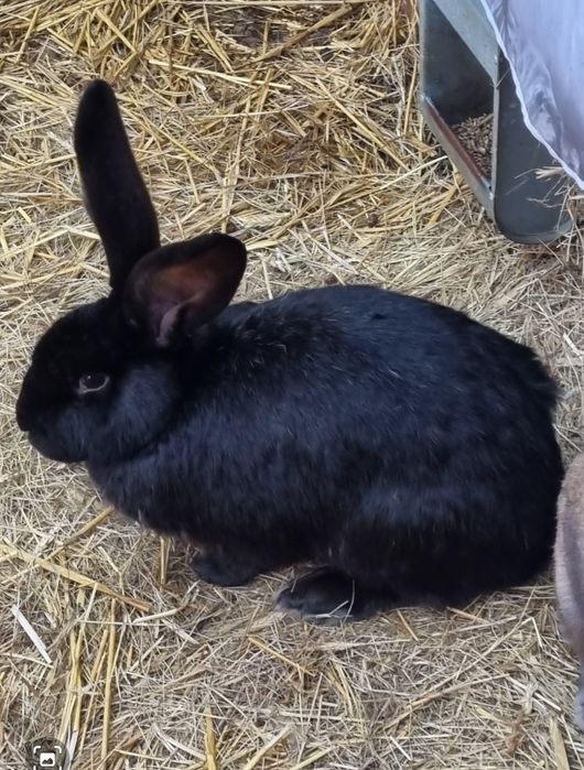 Królik olbrzym Belgijski