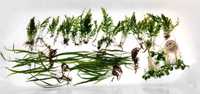 Rośliny Microsorum thin leaf, bolbitis, anubias - całość lub na sztuki