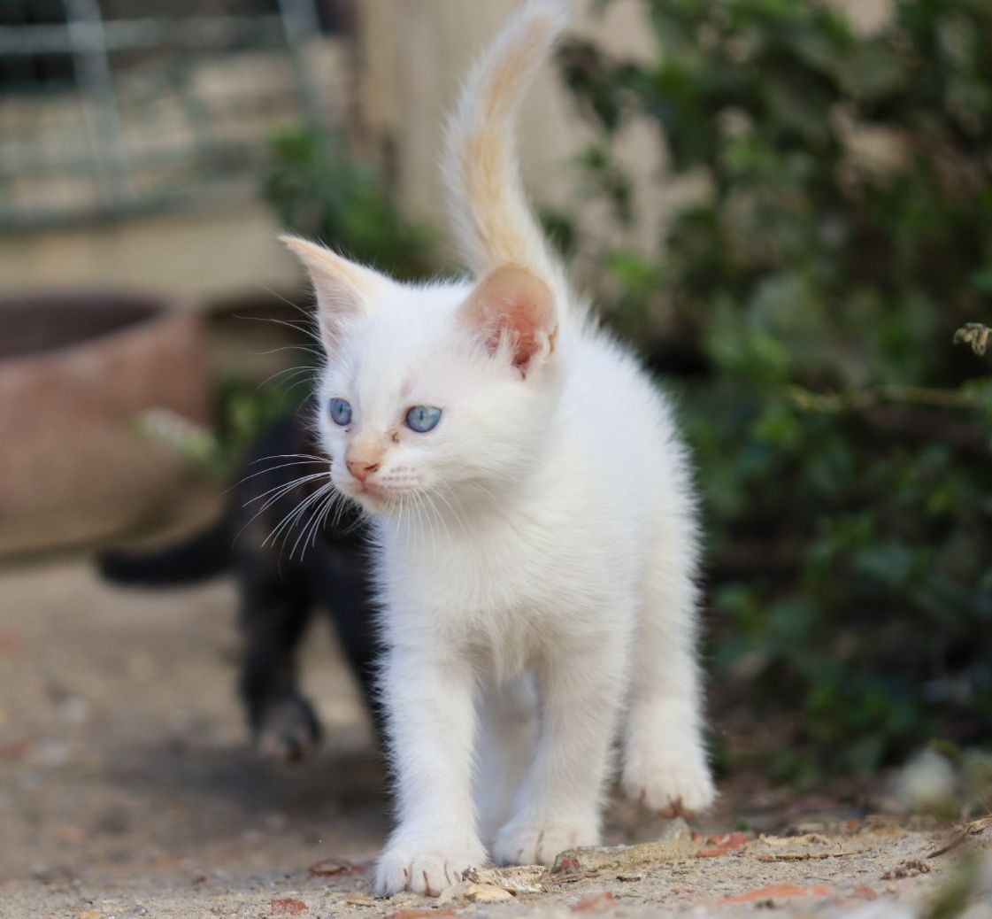 Gatos com 5 semanas para adoção