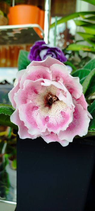 Клубні Глоксінія