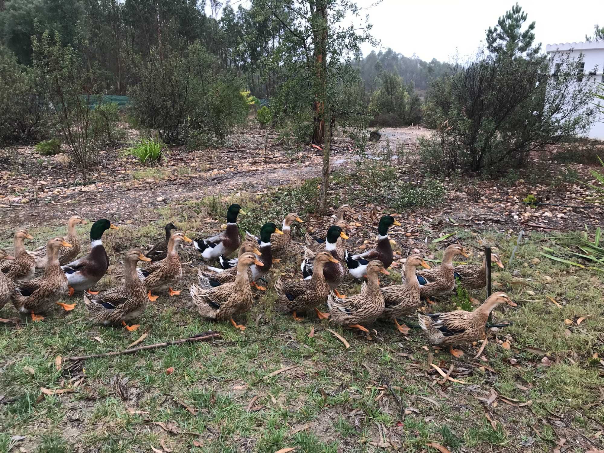 Patos Rouen BIO, ovos fecundados e patos para criar