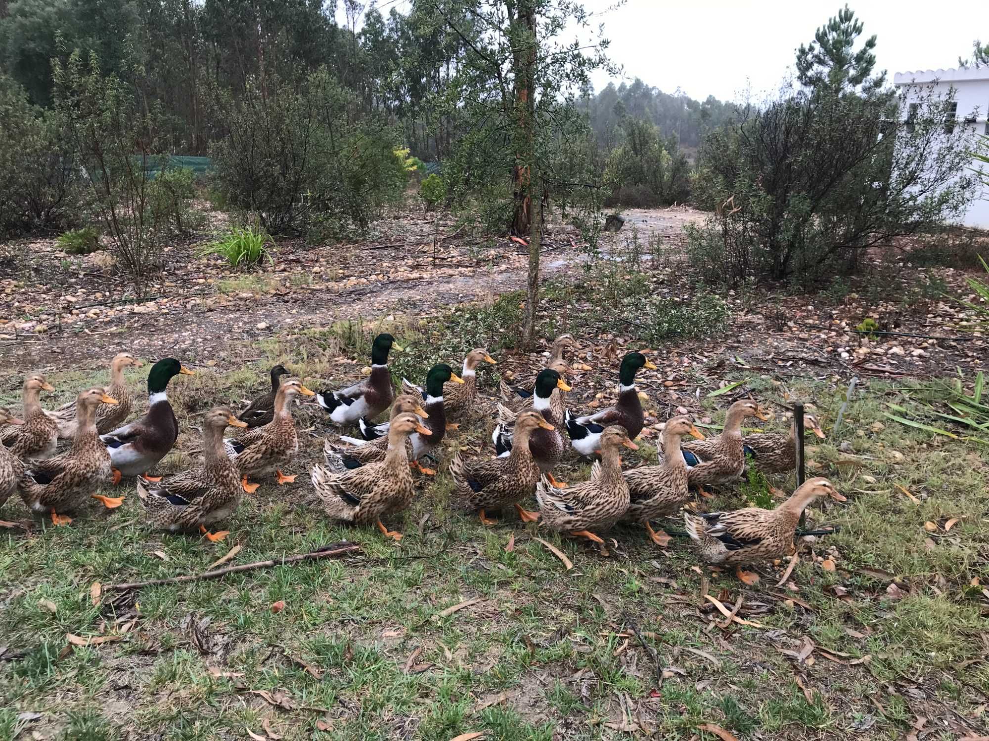 Patos Rouen BIO, para criar, adultos e ovos fecundados