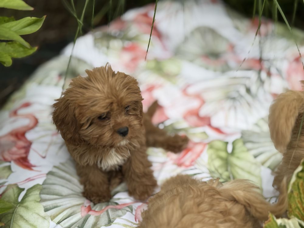 Cavapoo suczka o pieknym umaszczeniu