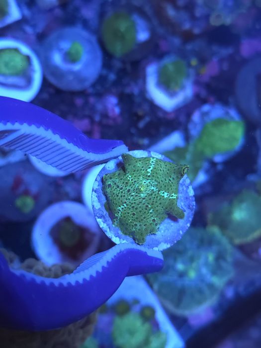 Discossomas corais de água salgada