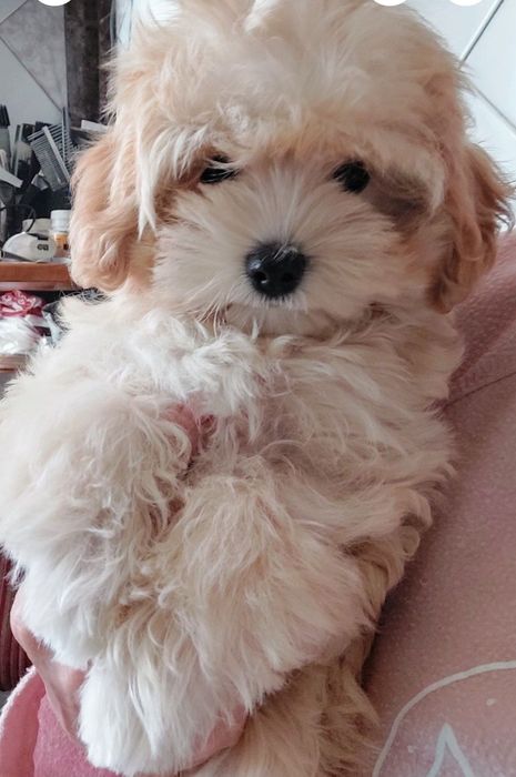 Девочка мальтипу ф1.