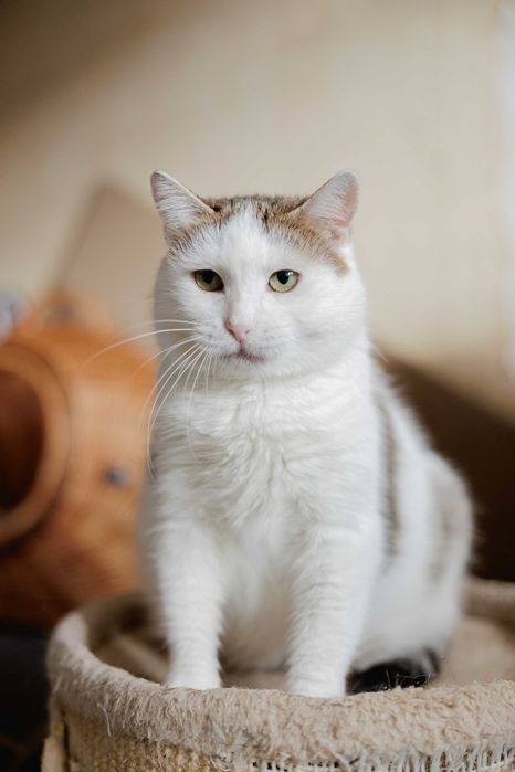 Ніжна кицюня Булочка (2 роки) в пошуках дому! Кіт, кішка, кошеня