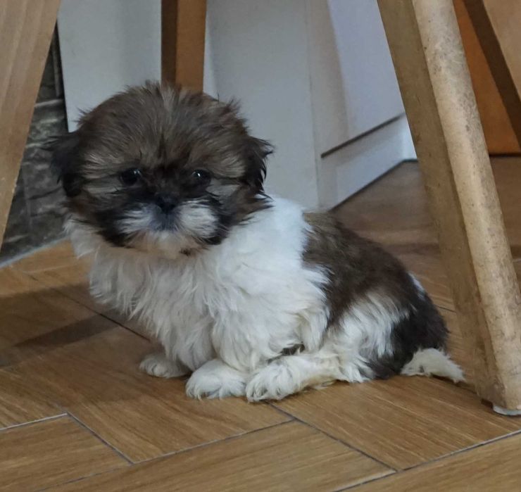shih tzu cudny szczeniaczek