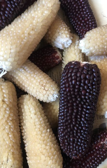 Лук египетский, многоярусный 200грн/кг, гладиолус, бамия, люффа, вигна