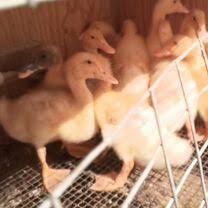 Бройлерні каченята,гусенята,індичата,курчата,кури несучки