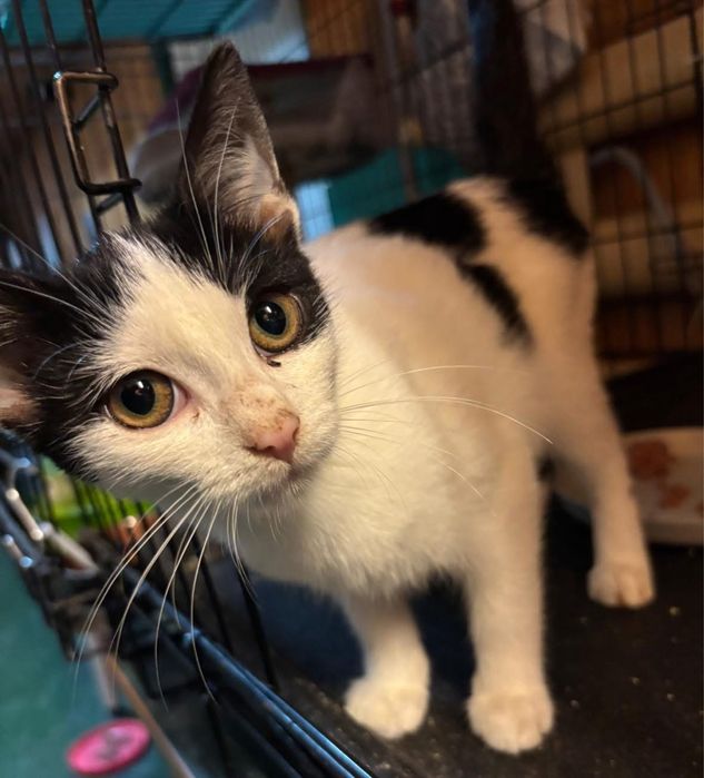 Kocurek Bezik szuka swojego człowieka