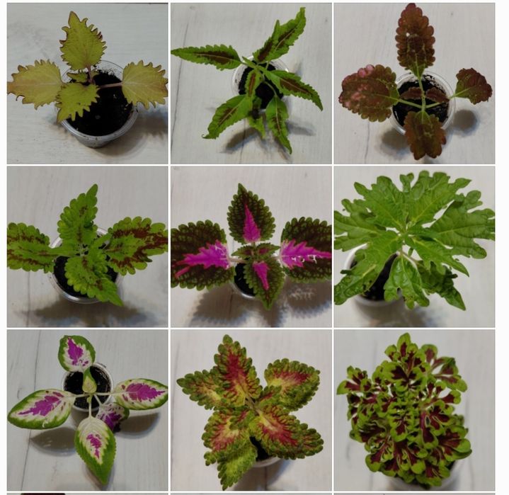 Колеус сортовий )