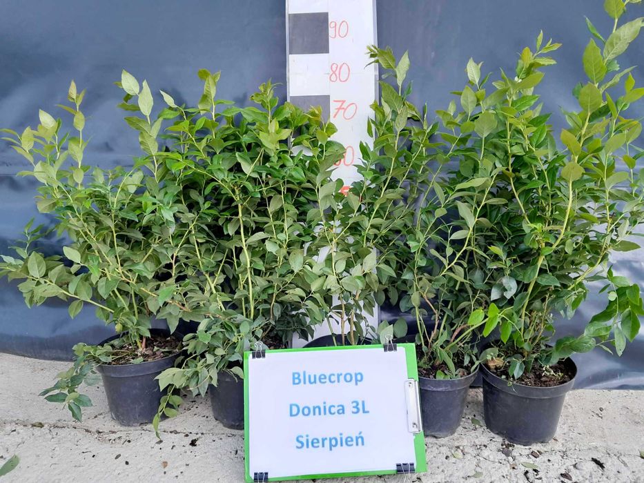 Borówka Amerykańska Bluecrop 3 lata donica 3l