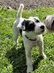 Parson Russell Terrier
