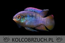 Akara cętkowana - Laetacara curviceps - dowóz, wysyłka