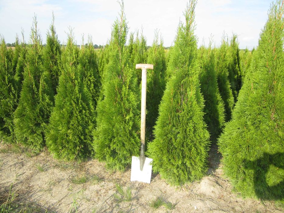 170cm tuja SZMARAGD 150cm smaragd ‼️ PRODUCENT ‼️ 180 160cm transport