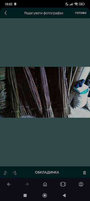 Лоза американка черенки