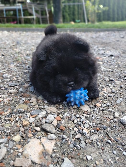 Suczka Chow -Chow FCI