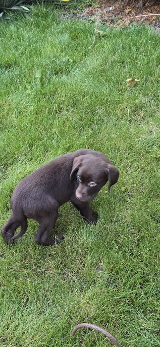 Labrador retriver czekolada