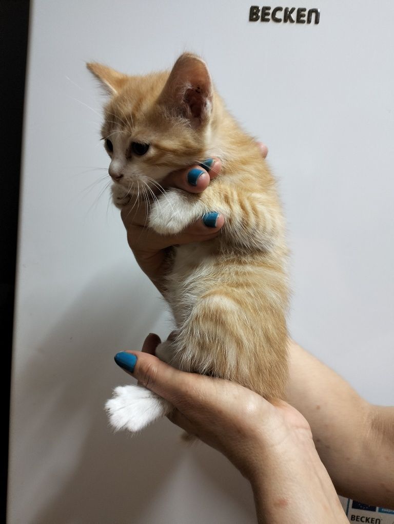 Garfield & irmãos para adoção