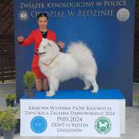 Reproduktor samoyed ZKwP  FCI