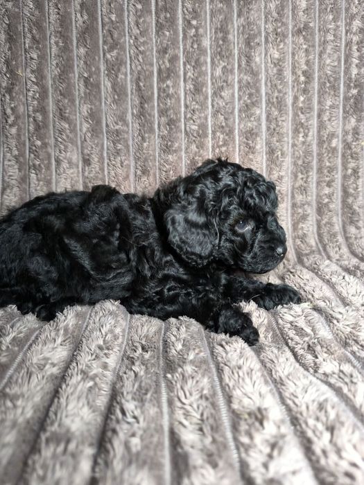 Маленький мальчик