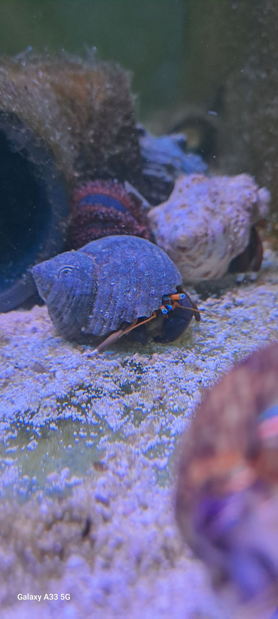 Krab pustelnik -Calcinus sp.