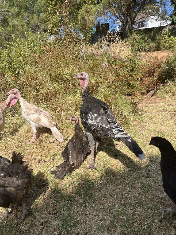 Peruas escuras adultas