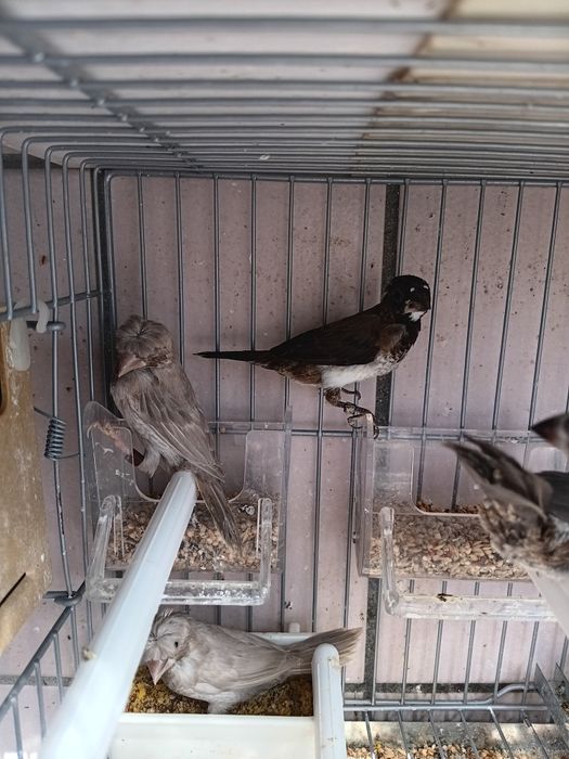 Bengalins 12 unidades