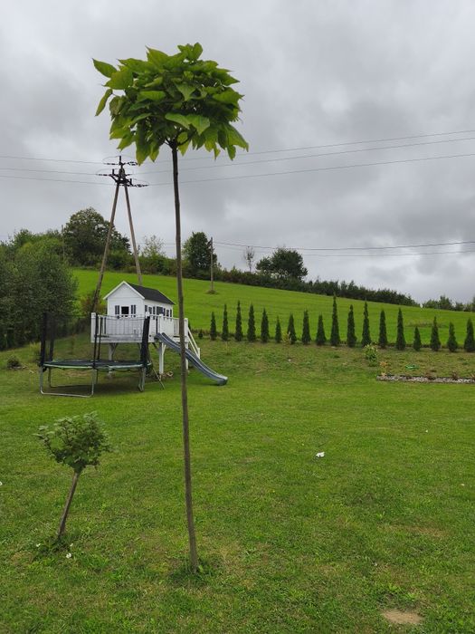 Katalpa szczepiona na pniu