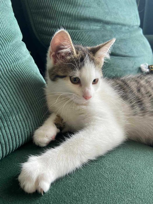 Mała Marcelina czeka na domek