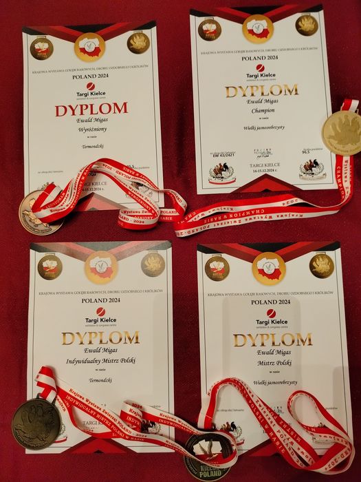 Młode Termondzkie Hodowla EW 345