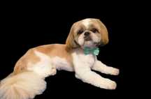 Reproduktor rasy Shih Tzu