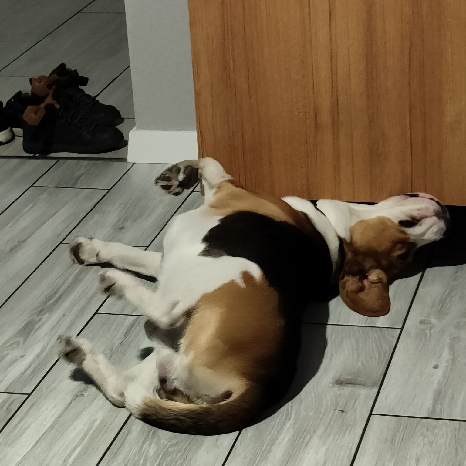 Pies Beagle 3 lata
