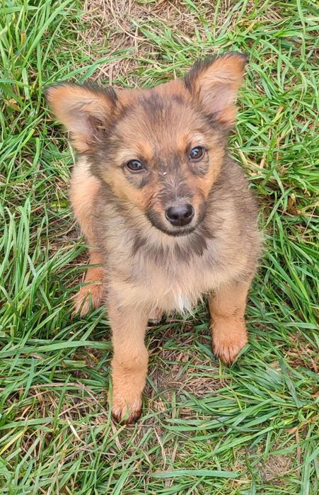 Цуценята дівчатка 3 міс безкоштовно