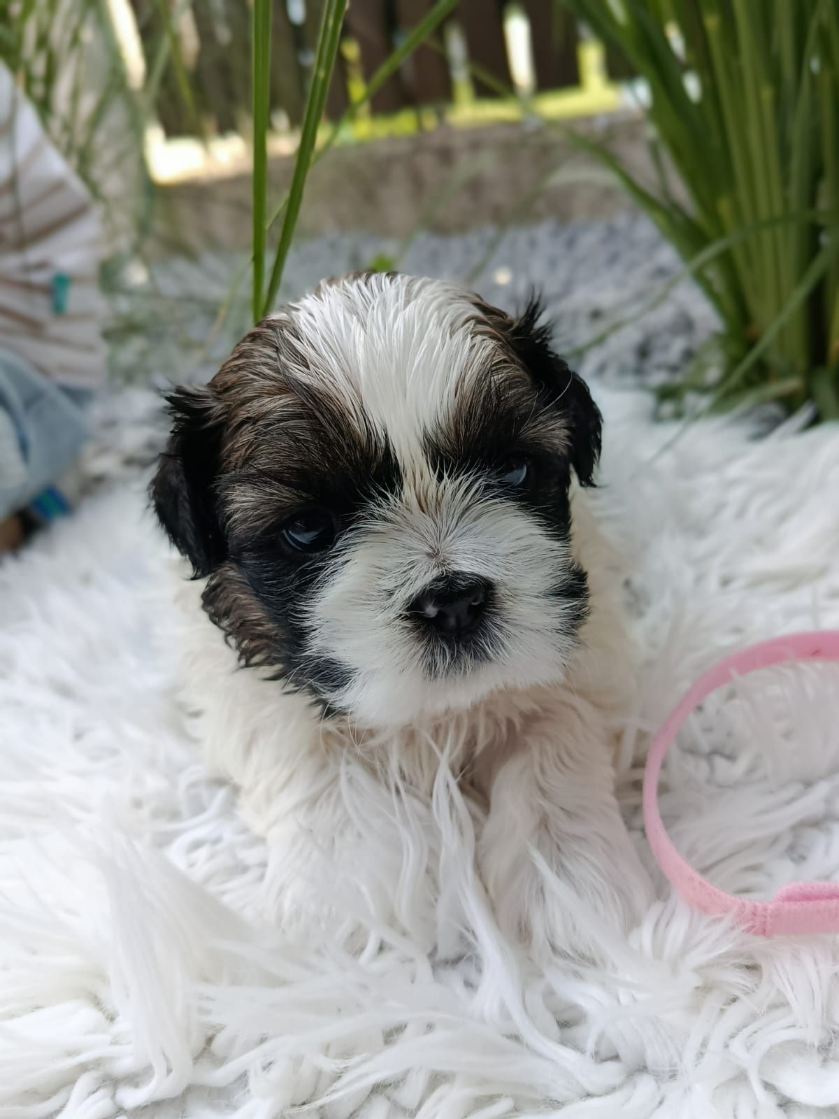 Piękna suczka SHIH-TZU