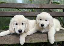Golden Retriever cachorrinho