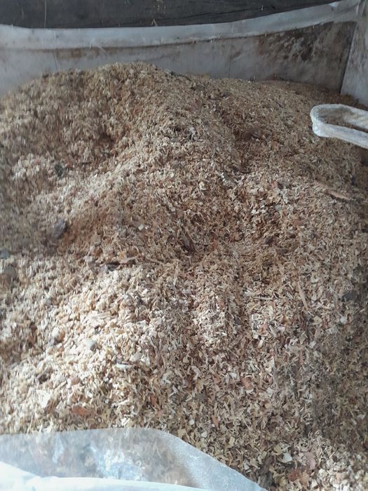 Drzewo drewno opałowe kominkowe  brzoza Dąb na następny sezon grzewczy